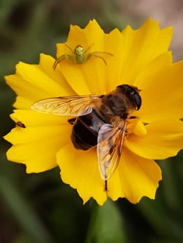 Ilnitsa with a spider and a midge on a yellow coreopsis flower.