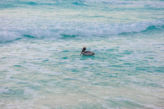 Big Pelican flies over the sea against a blue sky. Blue water color.