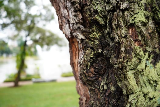 Close-up of pattern of cracks on tree trunks with nature background in park with blurred background of the park.