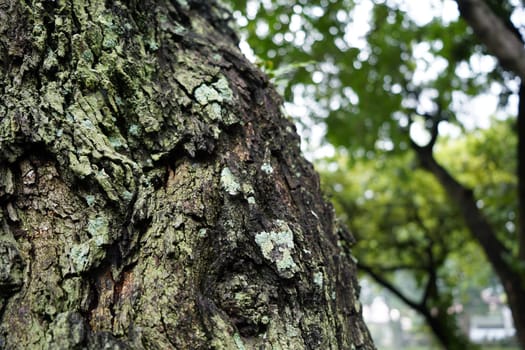 Close-up of pattern of cracks on tree trunks with nature background in park.