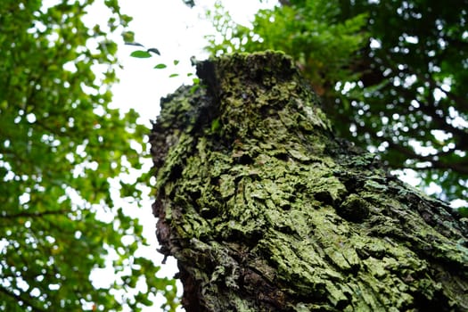 Close-up of pattern of cracks on tree trunks with nature background in park.