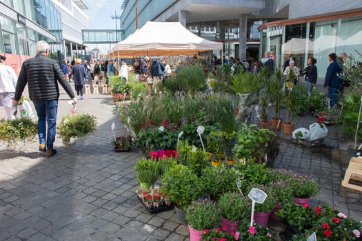 People walk among Variety of flower choices at the market in the central square in Maastricht, Netherlands, August 27, 2021. High quality photo