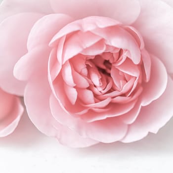 Pale pink rose flower. Soft focus. Macro flowers backdrop for holiday brand design