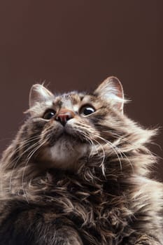 Cat looking up on brown studio background. Very beautiful maine coon cat
