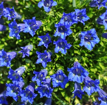 Closeup of blue bellflower (campanula) flowers in garden.