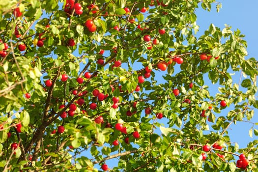 Red mirabelle plums (Prunus domestica syriaca) on a tree against blue afternoon sky.