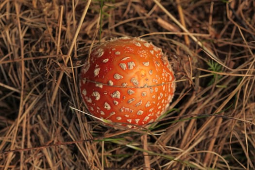 Top view, young fly agaric (Amanita muscaria) in yellow straw/dry grass.