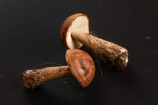 Two freshly picked mushrooms (scaber stalk / Leccinum scabrum) soil and dirt from forest still on them, on dark gray, almost black board.