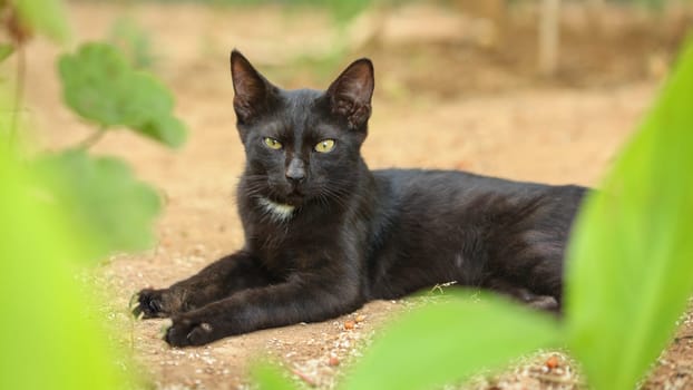 Black stray cat, fur dirty from dust and hairs, laying on sandy ground, green leaves around, looking straight into camera.