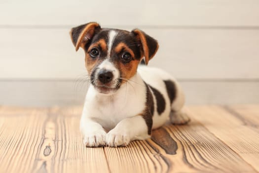 Studio shot - Jack Russell terrier puppy laying on wooden boards floor.