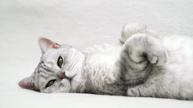 Scottish straight cat lies on his back. Cat upside down. Close up white cat face