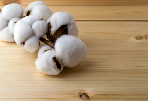 Cotton branch on a wooden table close-up. A branch of cotton on a wooden table.