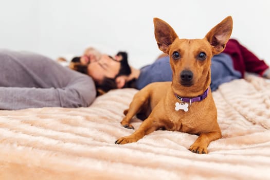 small dog looking at camera sitting on the bed relaxed next to his owners who are lying in the background, concept of pets at home and real people lifestyle