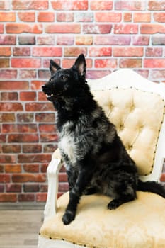 Mudi black dog sitting on chair in a interior