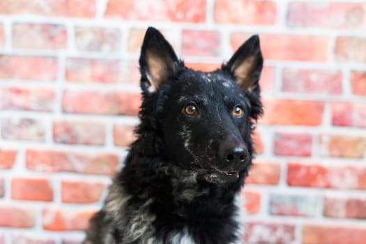 Mudi black dog sitting on chair in a interior