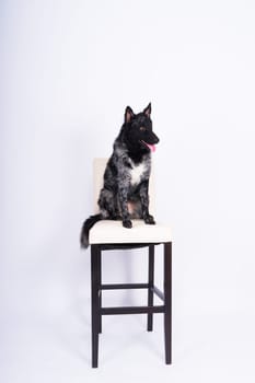 Mudi black dog sitting on chair in a interior