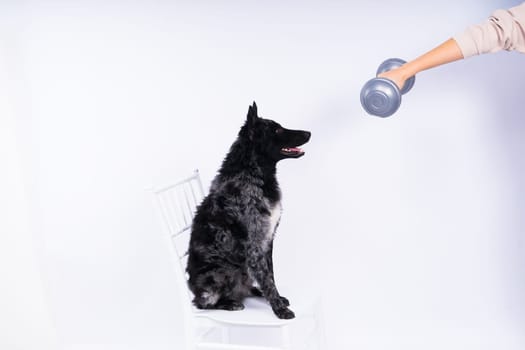 Mudi dog with human hand and dumbbell, studio shot, white background