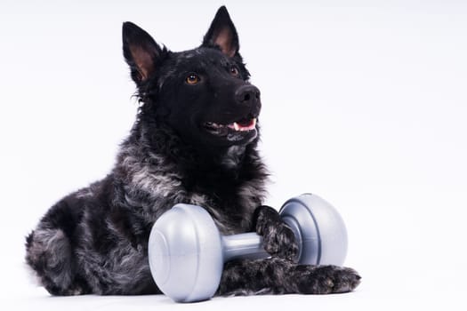 Mudi dog with human hand and dumbbell, studio shot, white background