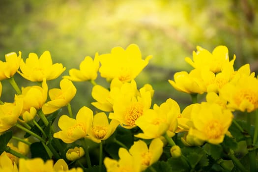 Group of yellow marsh marigold flowers, April spring background