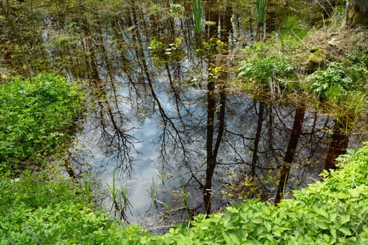 Reflection of trees in the water in the forest, spring view