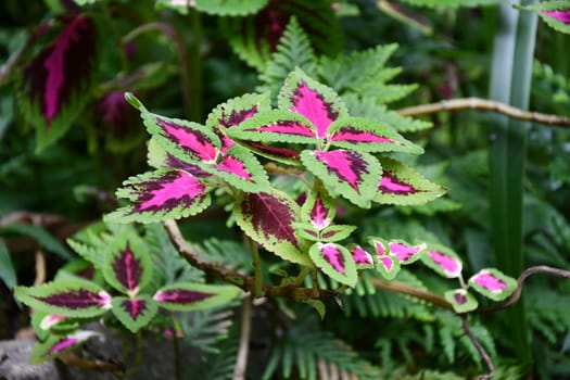 Wild plant with green leaves and a deep pink core in Taiwan