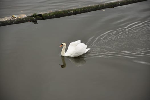 White swan in a pond on Koe Bogen in Duesseldorf, Germany