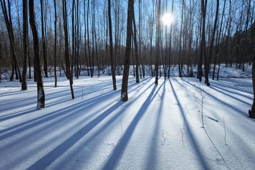 The sun and shadows of trees from the winter forest, Nowiny, Poland