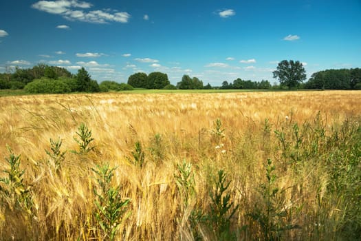 Weeds in golden barley grain, agricultural summer view, Nowiny, Poland