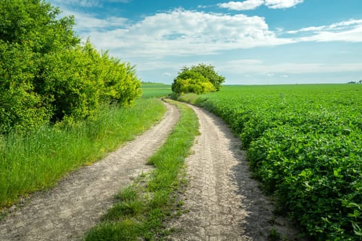 Dirt road through green fields, rural view on a June day, Staw, Lubelskie, Poland
