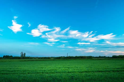 Small ethereal clouds in the blue sky over the green field, May day