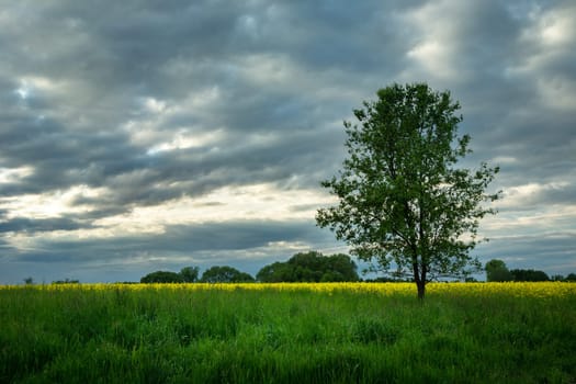 Single tree on a green meadow and cloudy sky