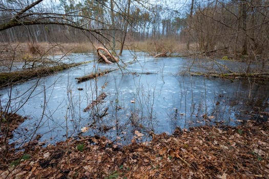 Frozen water in the swamp, March forest, eastern Poland