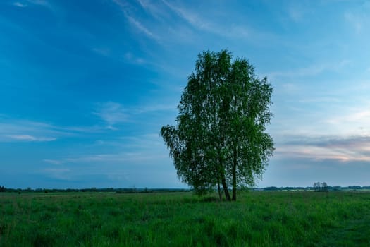 Tall tree in the meadow and the evening sky, eastern Poland