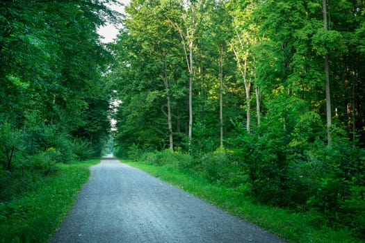 A gravel road through a dense green forest, summer view