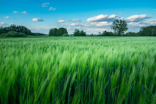 Green barley field and clouds on blue sky, Nowiny, Poland