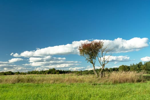 Wild tree in the meadow and white clouds on the blue sky, summer view