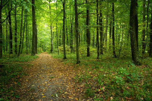Path in a green deciduous forest, summer view, eastern Poland