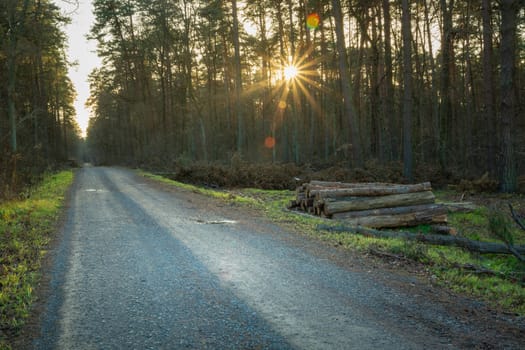 Gravel road in the forest and the glare of the sun, autumn view