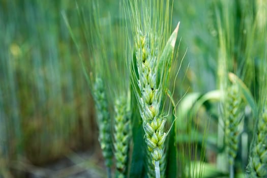 Close-up of green ears of triticale grain, summer view
