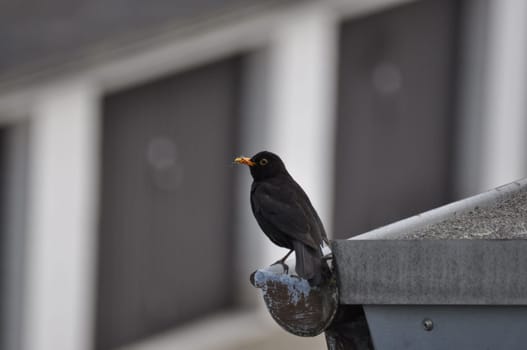 Blackbird perched on a gutter in Germany