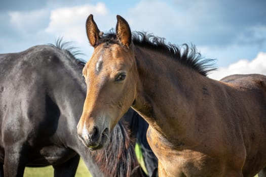 A young brown horse in the herd eats grass, sunny summer day