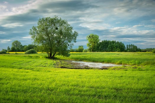 Trees on a green meadow and clouds on the sky, eastern Poland