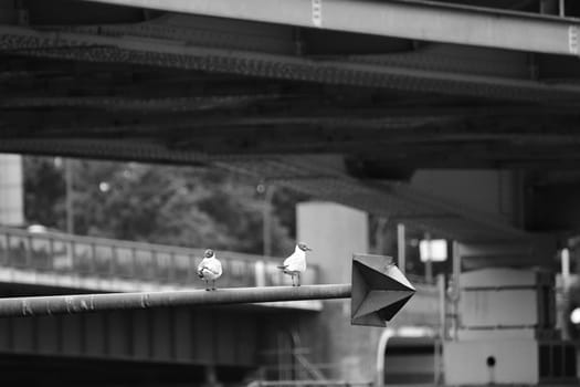 Closeup shot of two seagulls on a steel pole above the river Maas in Venlo, Netherlands