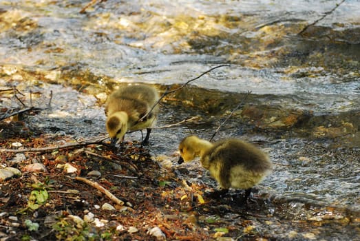 Pair of adorable little ducklings picking at leaves and branches at the Six Lakes Plateau in Germany