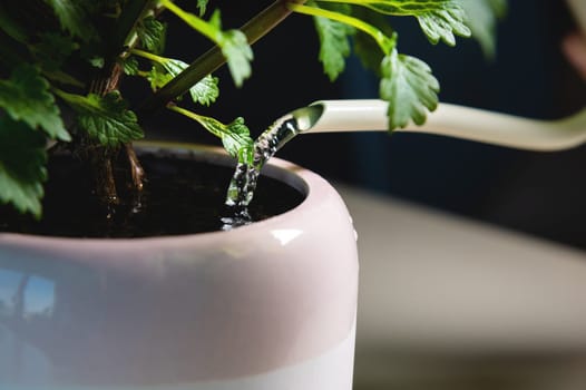 Houseplant in a pot with a watering can. A home flower is watered from a watering can close-up, a jet and drops of water can be seen macro.