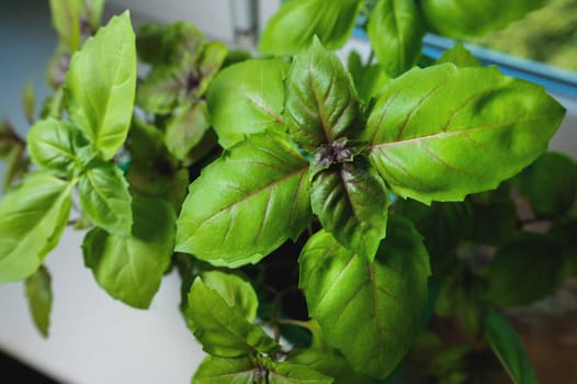 Sweet green basil plants with flowers growing on the windowsill at home. Fresh basil leaves, home gardening, macro.