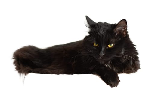 Black cat with yellow eyes. Pets. Close-up. White background.