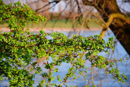 Berries on a green branch near the Rhine Rhiver in Duesseldorf, Germany