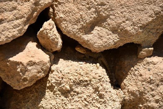 Closeup shot of the lizard in between the rocks
