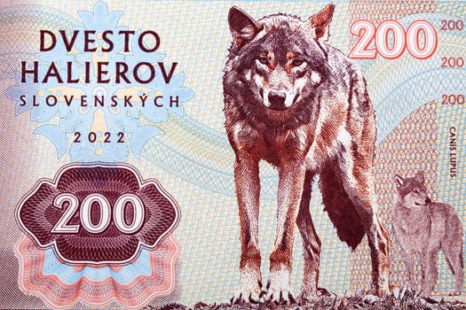 Gray wolf a portrait from money